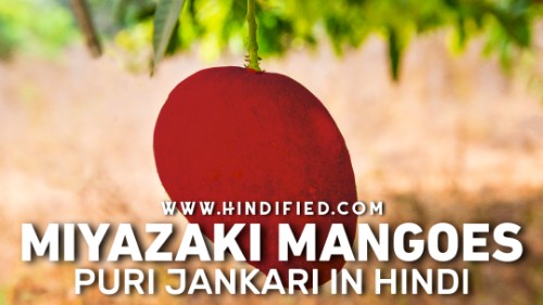 Japanese Miyazaki Mangoes, Japanese Miyazaki Aam, Duniya Ka Sabse Mehenga Aam, Miyazaki Mango Price, Miyazaki Mango in Hindi, दुनिया का सबसे महंगा आम, जापानी मियाज़ाकी आम